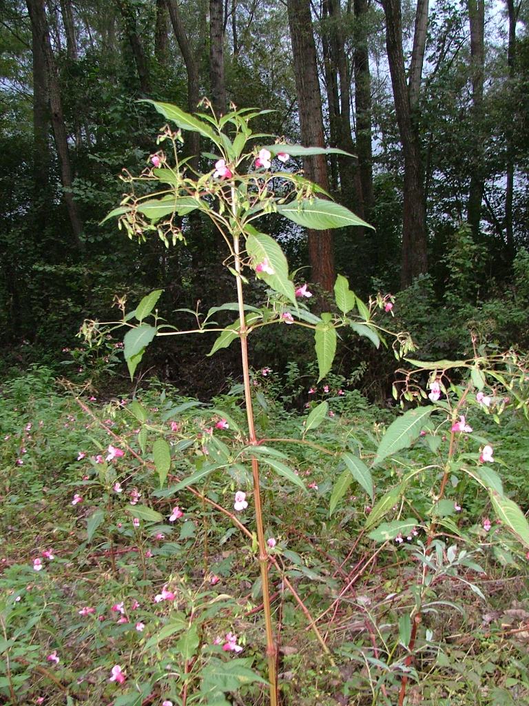 Impatiens glandulifera